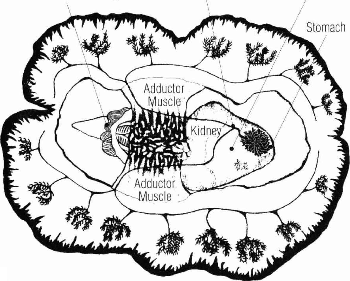 1180x950 Chapter Four The Biology Of Tridacnid Clams