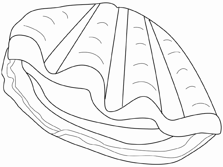 720x540 Clam Coloring Page