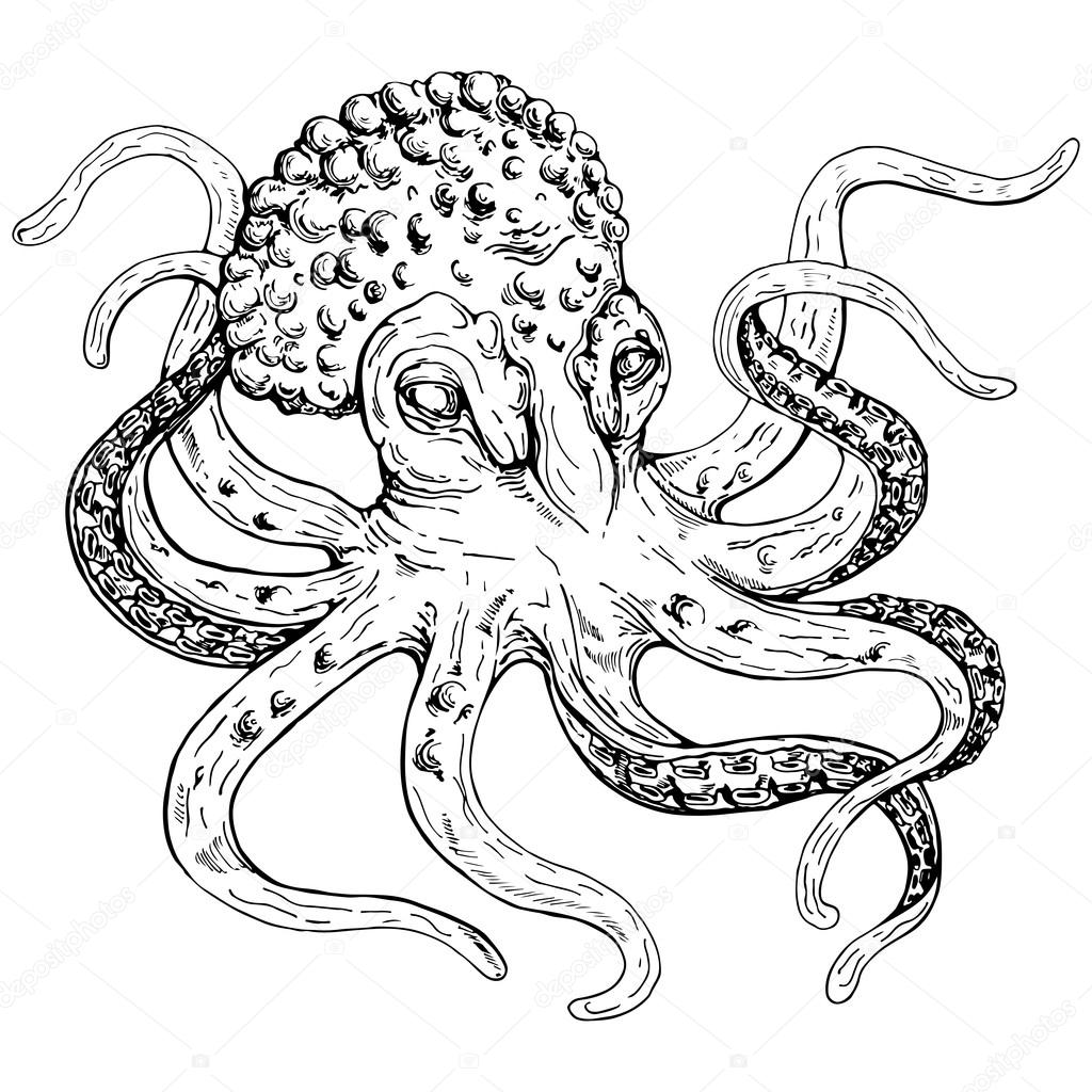 1024x1024 Giant Octopus Sketch Stock Vector Hmarka