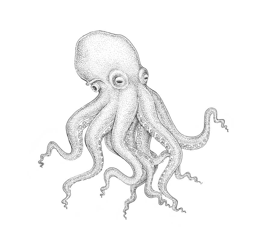850x809 How To Draw An Octopus Step By Step
