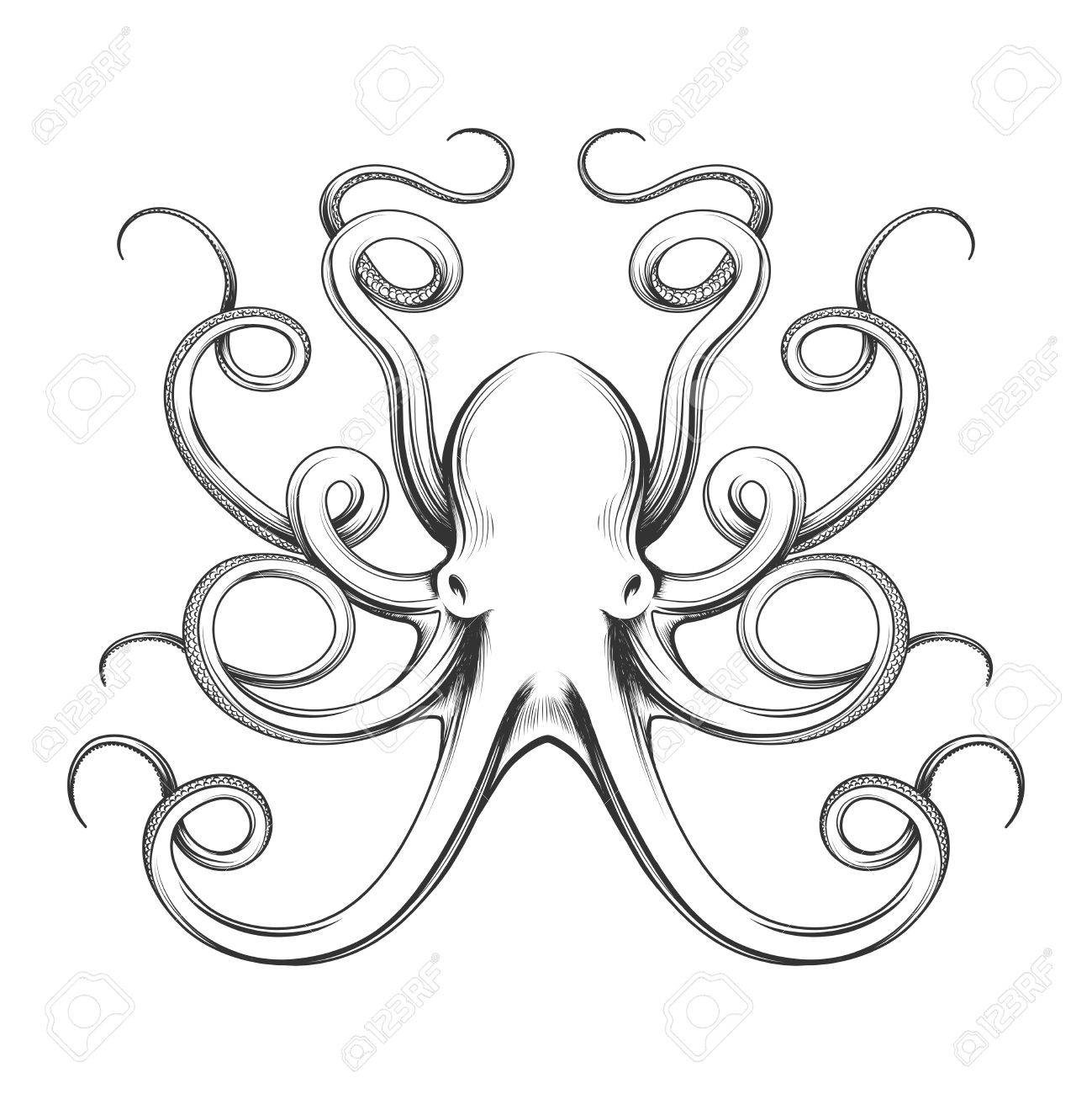 1299x1300 Engraved Octopus Vector Illustration. Hand Drawn Giant Octopus