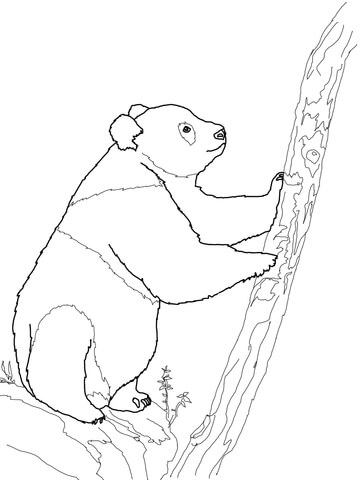 360x480 Giant Panda Bear Coloring Page Free Printable Coloring Pages
