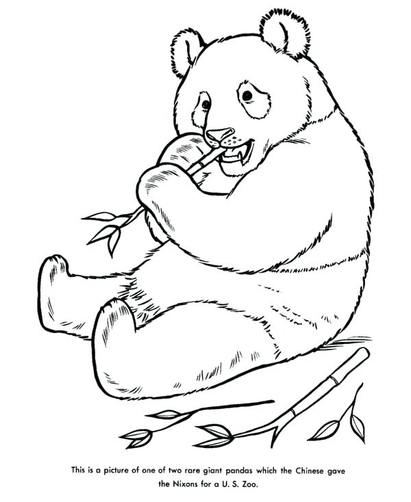 600x734 Giant Panda Coloring Pages Baby Panda Coloring Pages Giant Panda