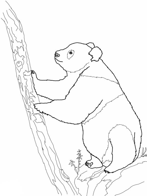 600x800 Giant Panda Try To Climb Tree Coloring Page Coloring Sun