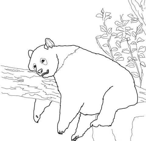480x464 Giant Panda Coloring Page Free Printable Coloring Pages