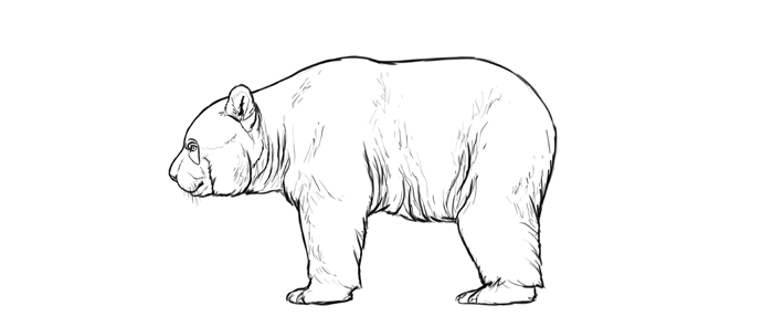 700x296 How To Draw Bears Big, Fluffy Amp Clumsy