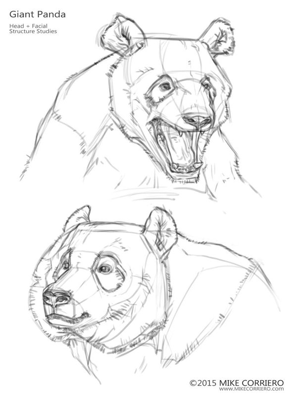 600x808 Mike Corriero On Twitter Giant Panda Studies