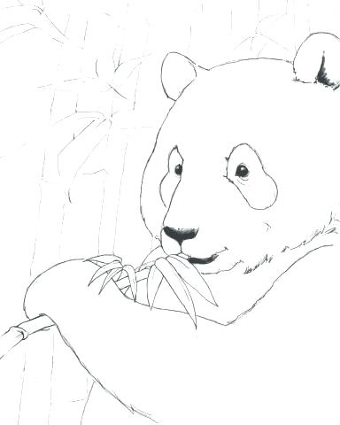 384x480 Giant Panda Coloring Page