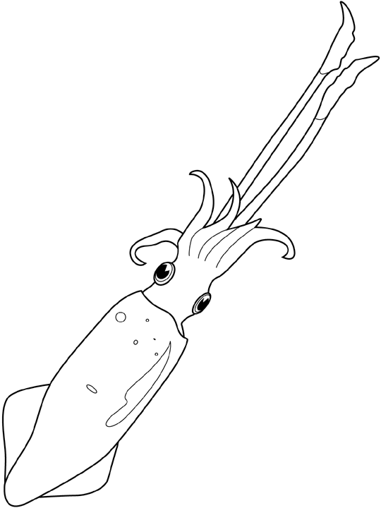 540x720 Giant Squid Coloring Pages