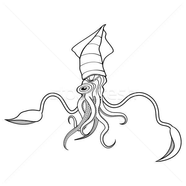 600x600 Giant Squid Illustration Vector Illustration Sweet Lana