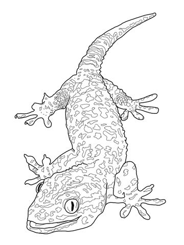 Gila Monster Drawing