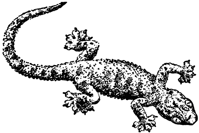 640x429 Gecko Clipart Etc