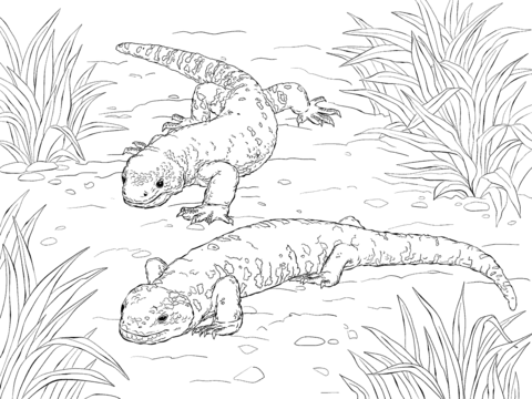 480x360 Beaded Lizard And Gila Monster Coloring Page Free Printable