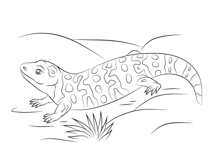 900x671 Coloring Pages Gila Monster, Printable For Kids Amp Adults, Free