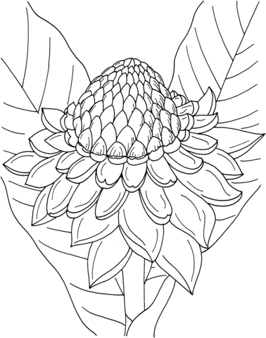 378x480 Etlingera Elatior Or Torch Ginger Coloring Page Free Printable