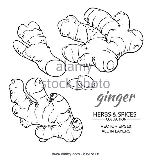 520x540 Ginger Root Drawing Black And White Stock Photos Amp Images