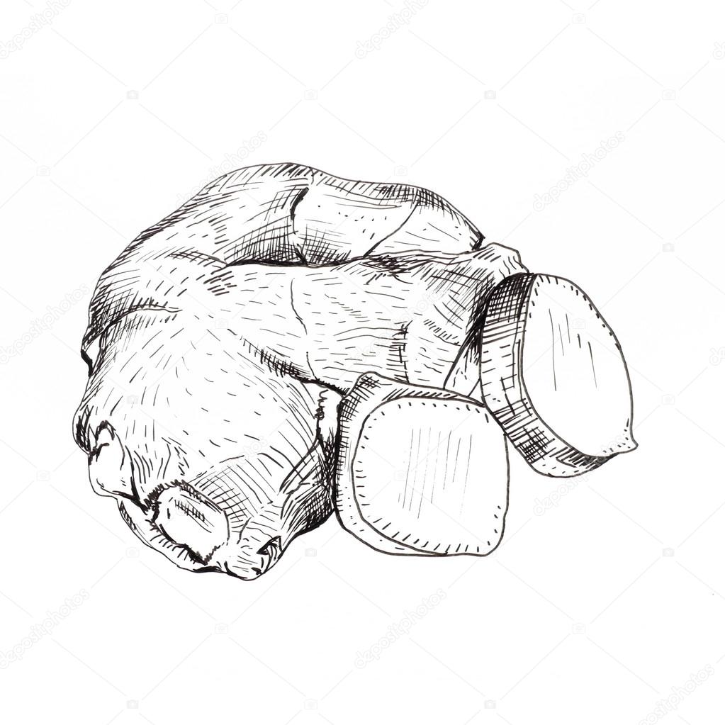 1023x1023 Ginger Root Ink Sketch Stock Photo Awispa