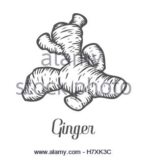 300x320 Ginger. Vector Ink Drawing Hand Lettering. In English