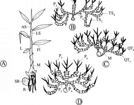 464x362 Morphology And Anatomy