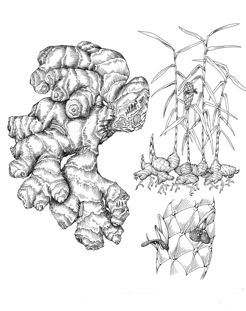800x1012 Botanical Root Drawing