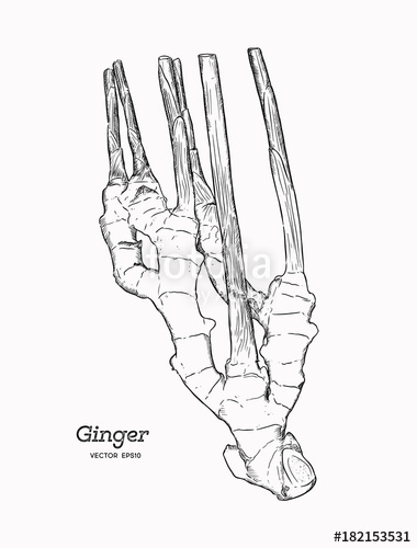 380x500 Ginger, Hand Draw Sketch Vector. Stock Image And Royalty Free
