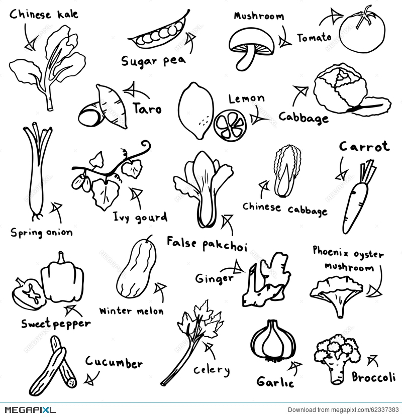 800x830 Drawing Free Hand Vector Of Vegetables Sketch In Black Doodle