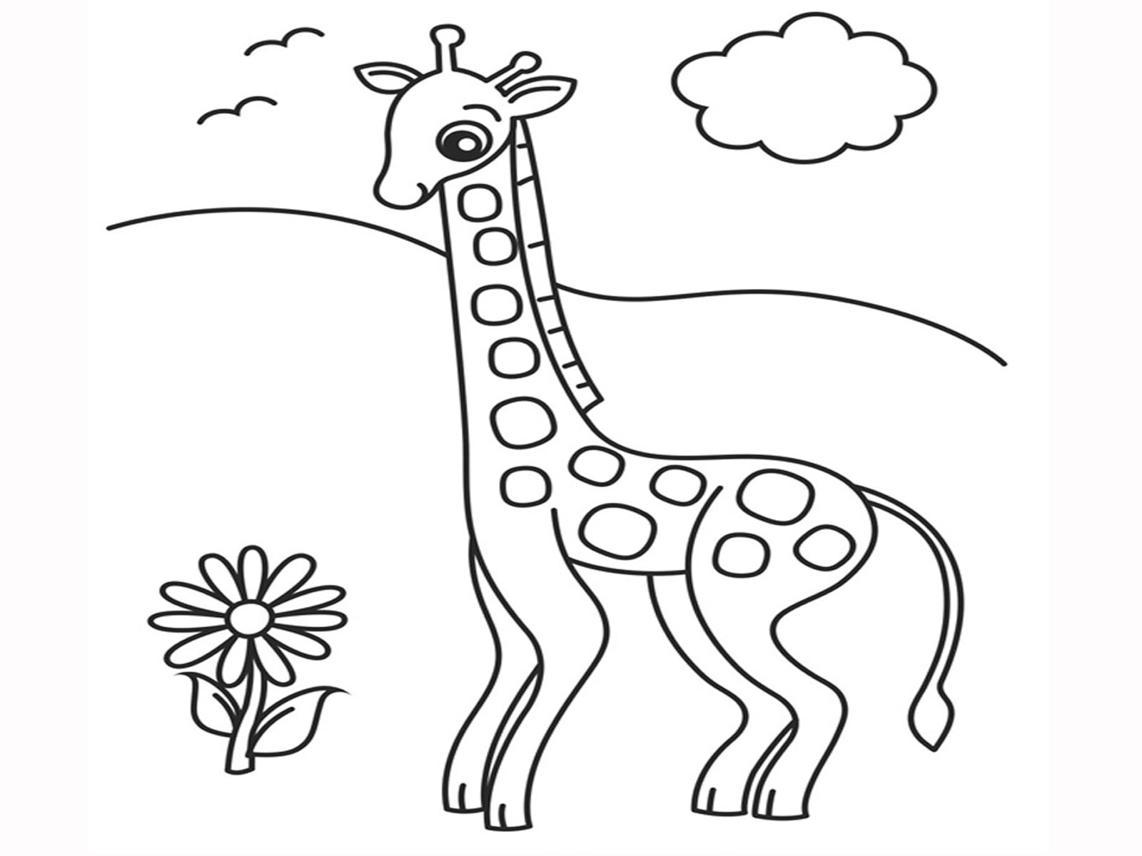 1600x1200 Giraffe Descprition And Facts