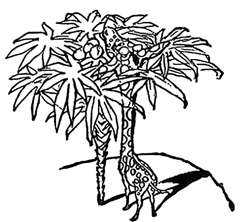 480x436 Giraffe Drawing