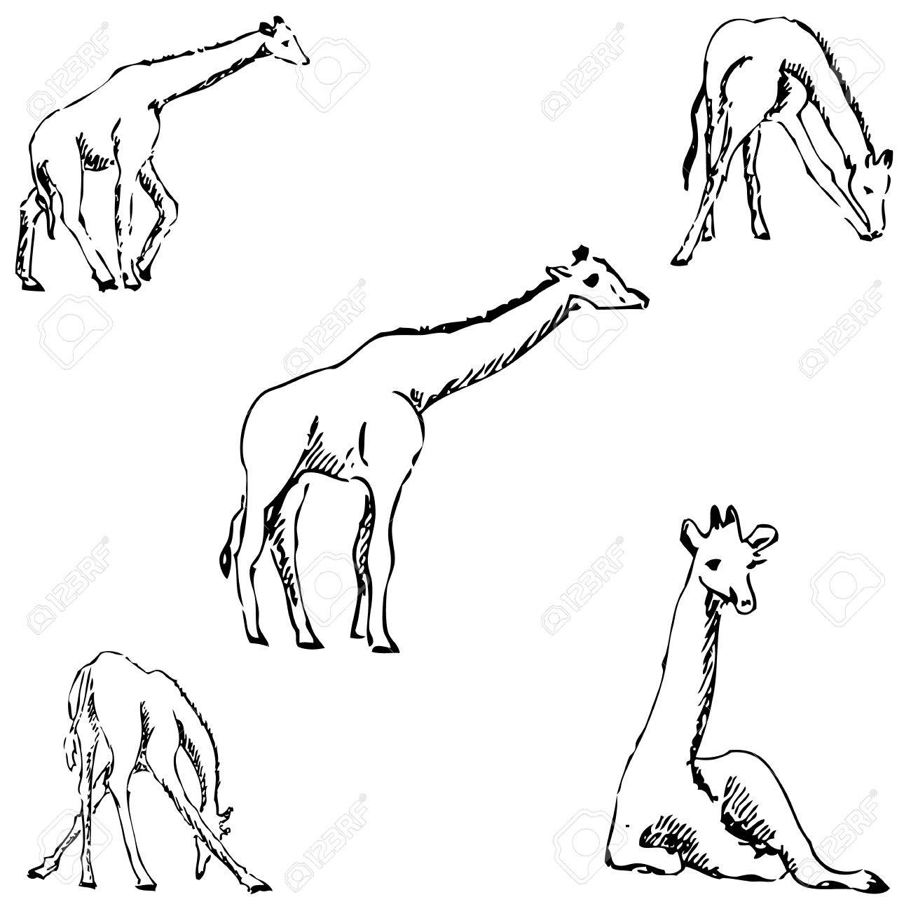 1300x1300 Giraffes. A Sketch By Hand. Pencil Drawing. Vector Image Royalty