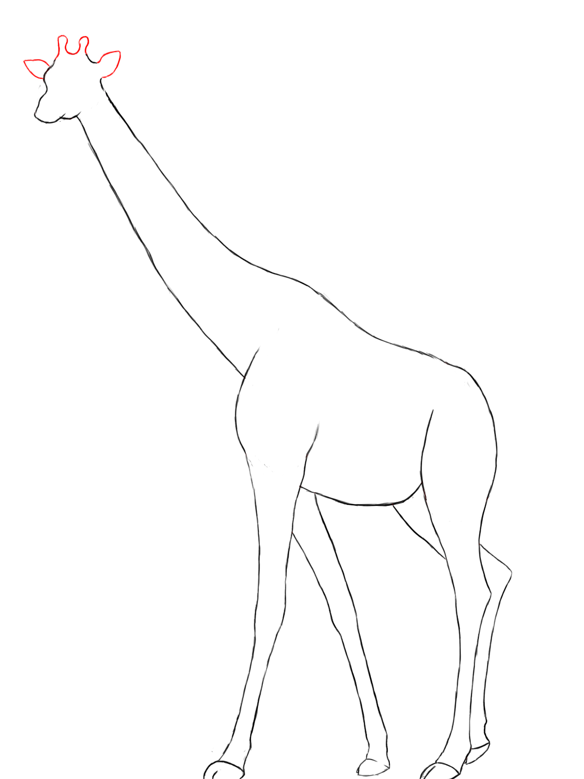 1200x1600 How To Draw A Giraffe