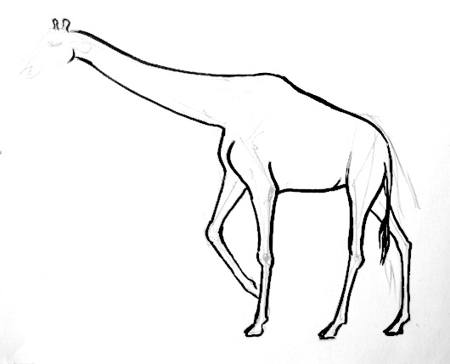450x364 How To Draw A Giraffe