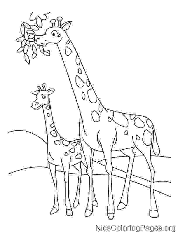 612x792 How To Draw Giraffe Step By Step
