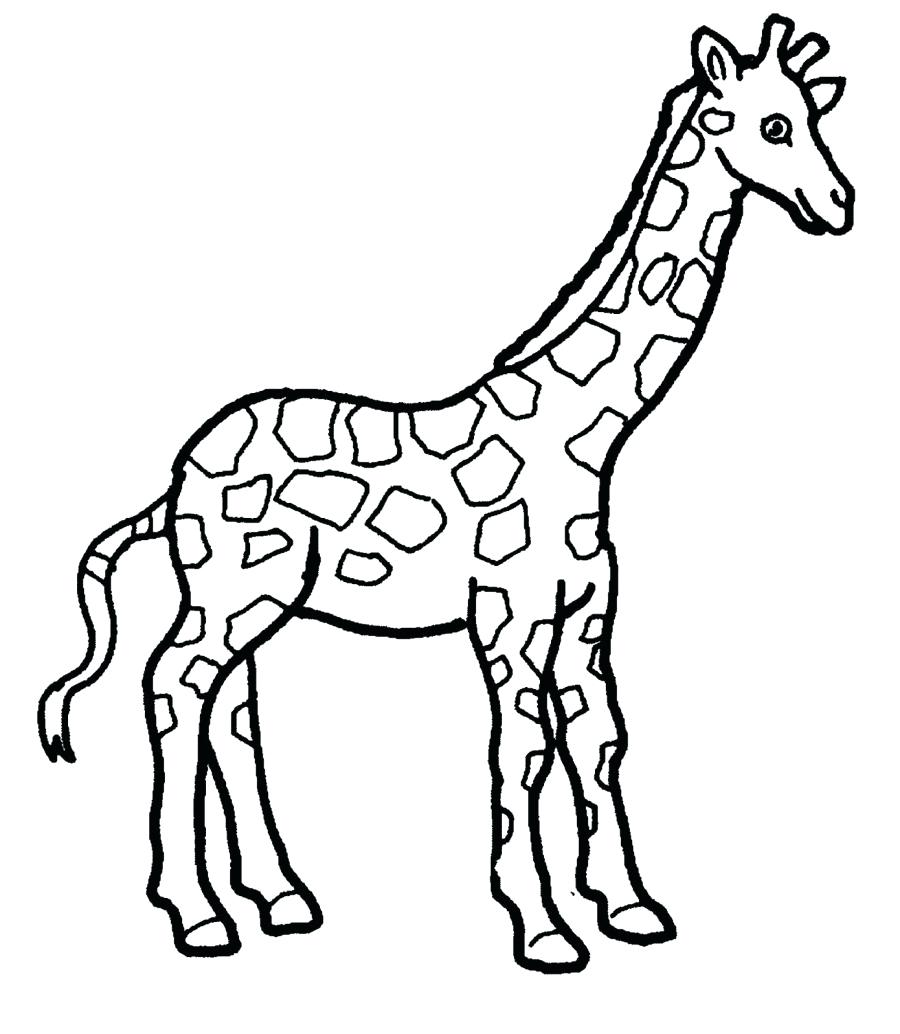 900x1034 Coloring Giraffes Coloring Pages Giraffe Drawing Page Free