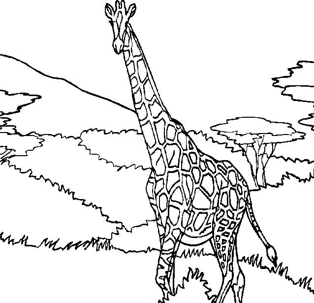 638x615 Cute Giraffe Coloring Pages Giraffe Coloring Pages Majestic