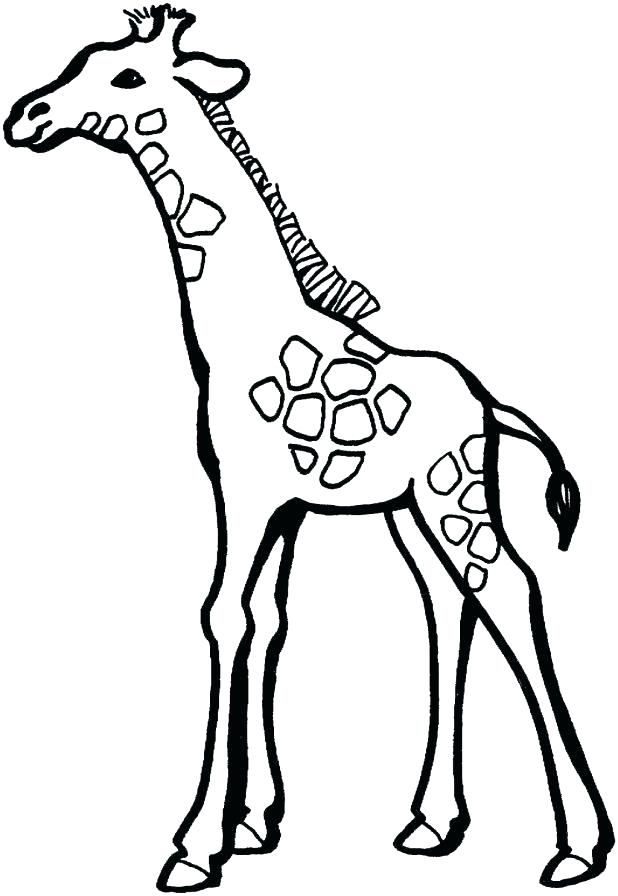 618x896 Giraffe Coloring Pages To Print Download Free Baby Giraffe Drawing
