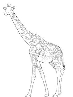 236x314 Giraffe Drawing Cartoon
