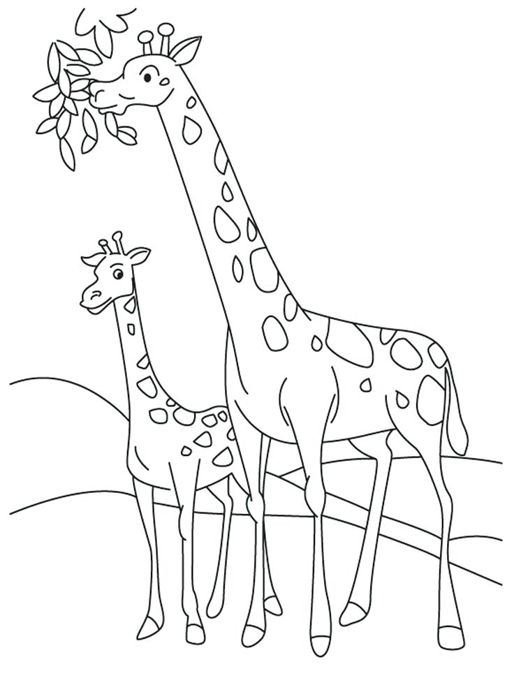736x981 Cute Giraffe Coloring Pages Little Giraffe Coloring Page Vector