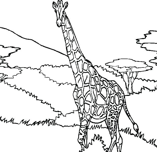 638x615 This Is Giraffe Coloring Pages Images Giraffes Coloring Pages