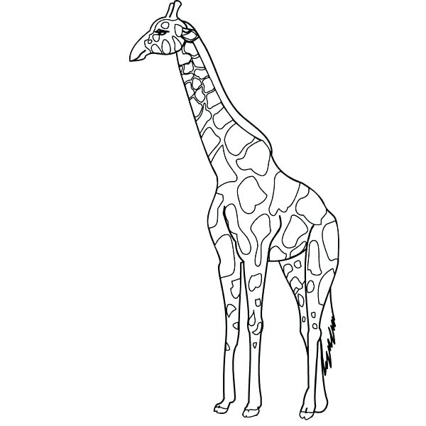 600x600 Coloring Page Giraffe Cute Coloring Pages Of Baby Giraffes Google