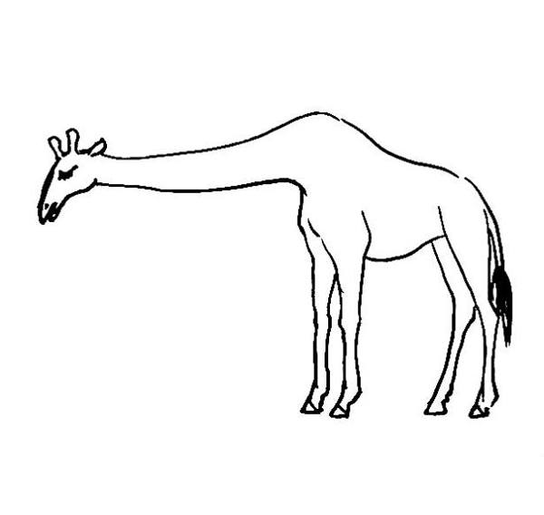 600x568 Giraffes Coloring Pages