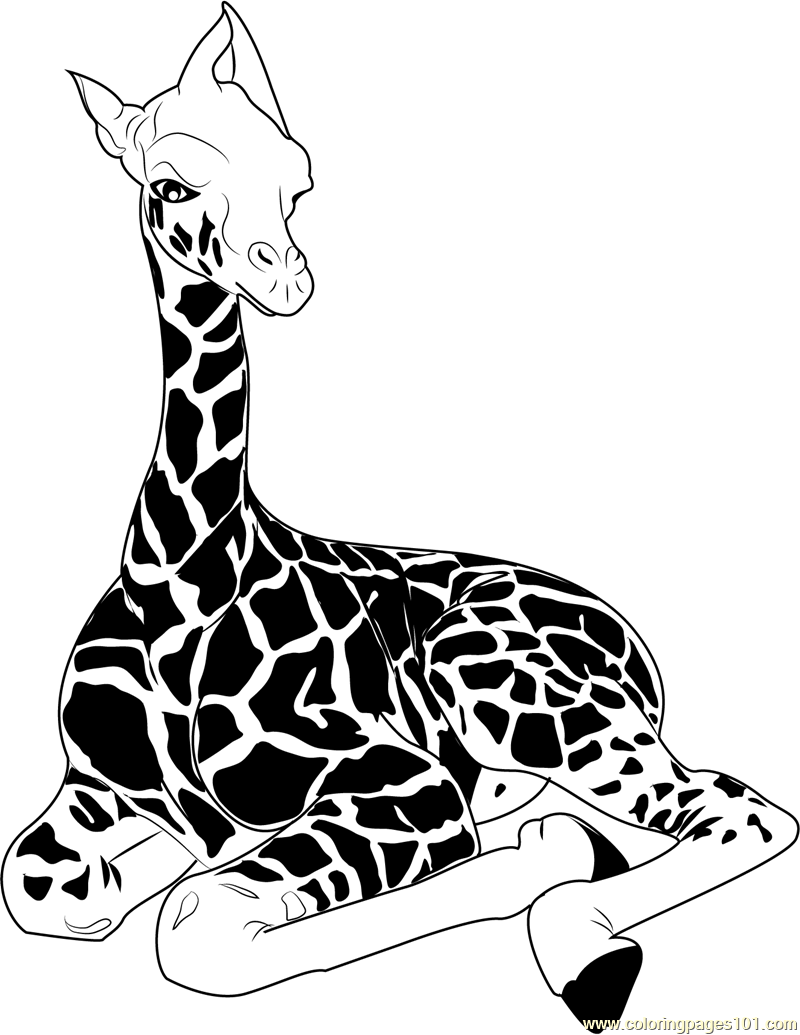 800x1035 Photos Giraffe Sitting Drawing,