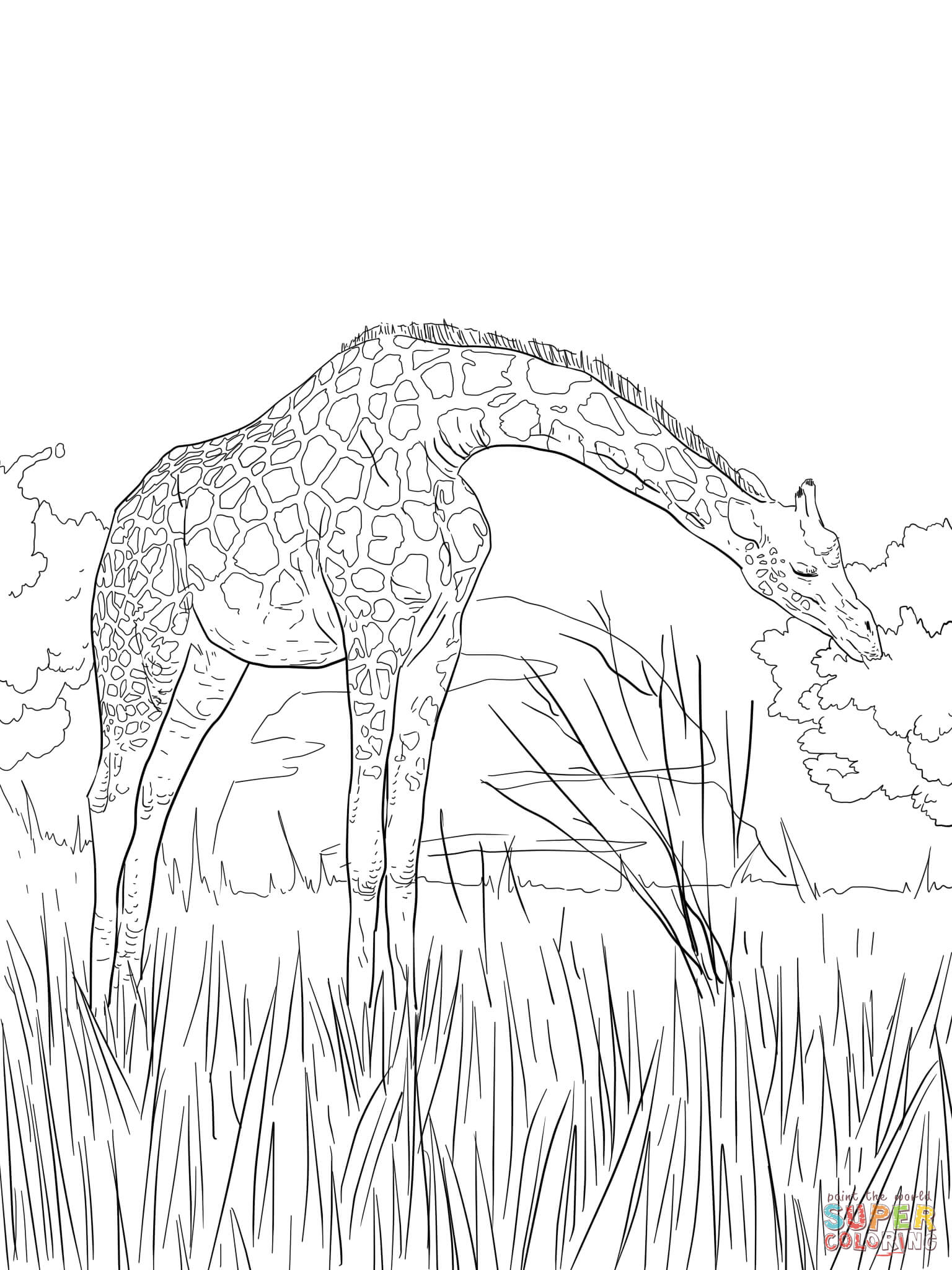 1536x2048 West African Giraffe Coloring Page Free Printable Coloring Pages