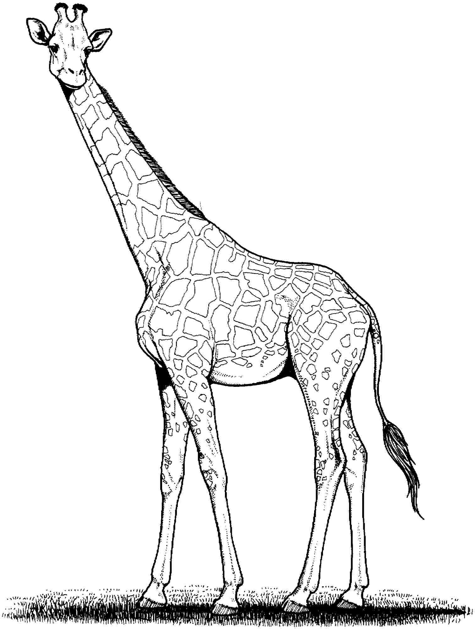 1512x2000 Giraffe Drawing