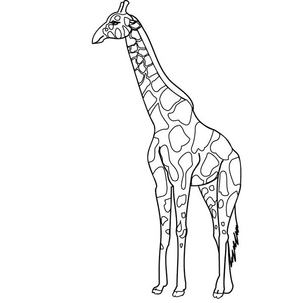 600x600 Giraffe