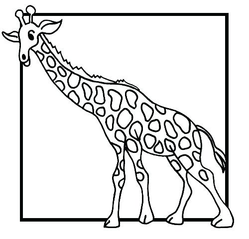 500x480 Giraffe Coloring Pages To Print Download Free Baby Giraffe Drawing