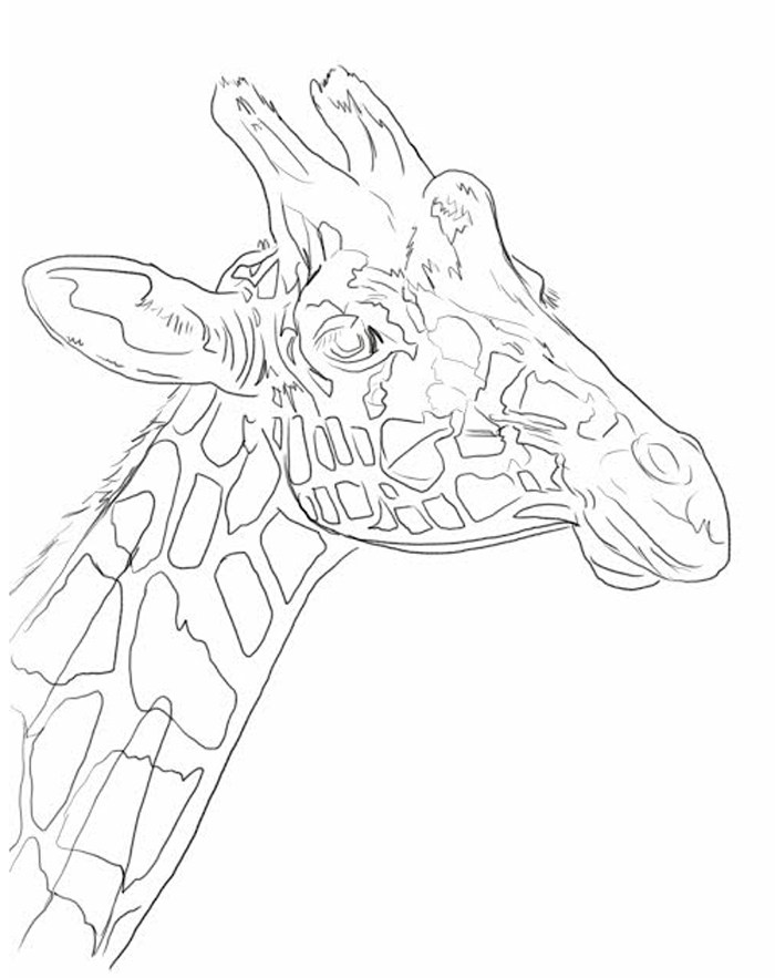 700x883 Giraffe Oil Over Acrylic Painting Demonstration