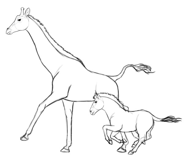 600x518 How To Draw Animals Zebras And Giraffes