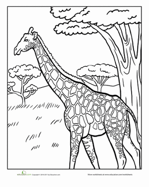 301x378 How To Draw A Giraffe Worksheet