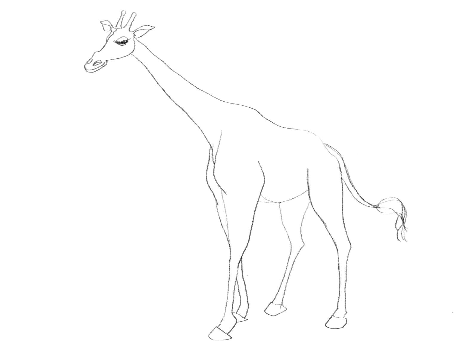 1594x1190 Stage By Stage Digital Drawing In Photoshop