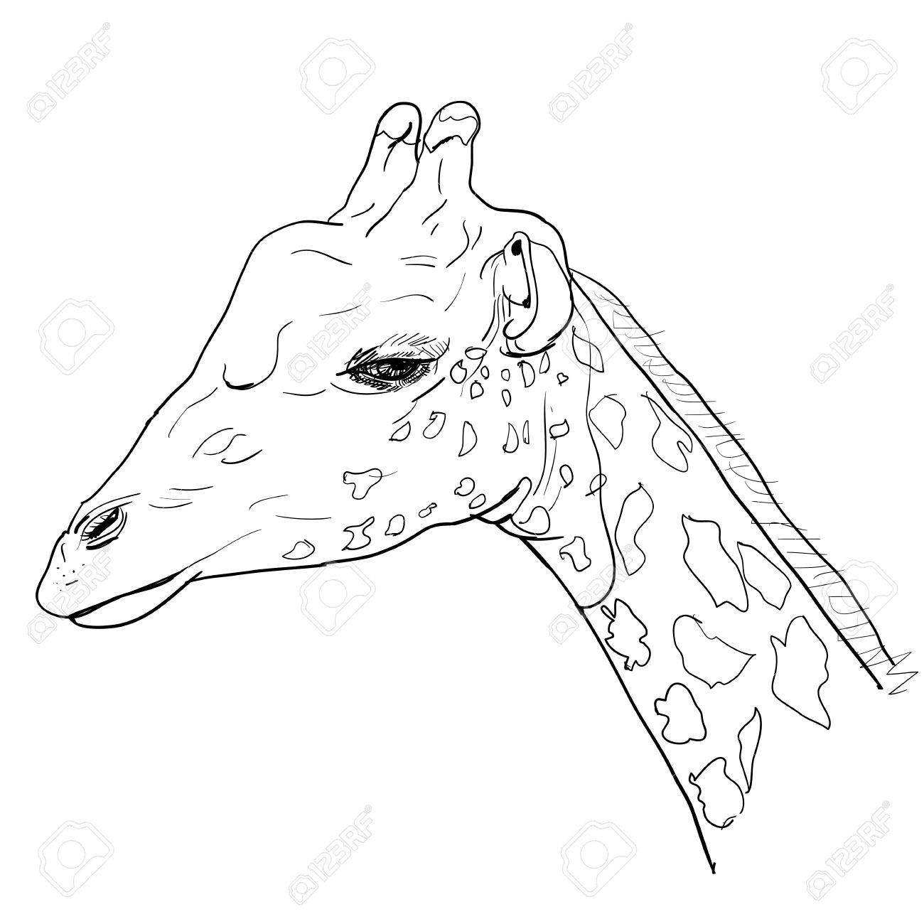 1300x1300 The Side Portrait Of Giraffe Royalty Free Cliparts, Vectors,